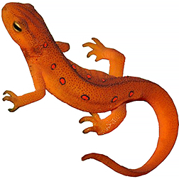 Red Eft Newt
